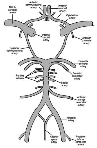 circle-of-willis