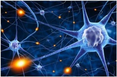 nerve-cells-omega-3-stroke-recovery